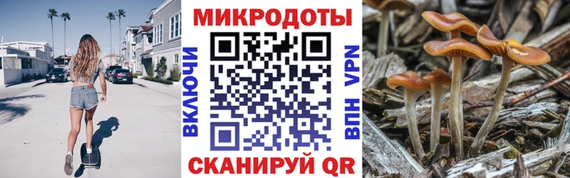 купить  цена  Почеп  Псилоцибиновые грибы Psilocybine cubensis 